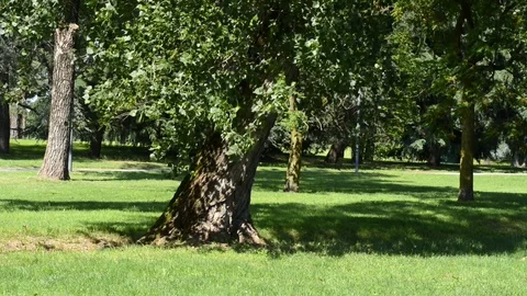 Spring Stock Footage 91750155