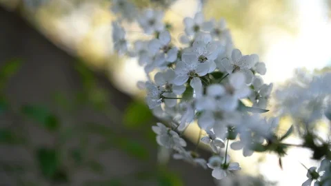 Spring Stock Footage 107084055