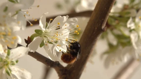 Spring Stock-Footage 127704653