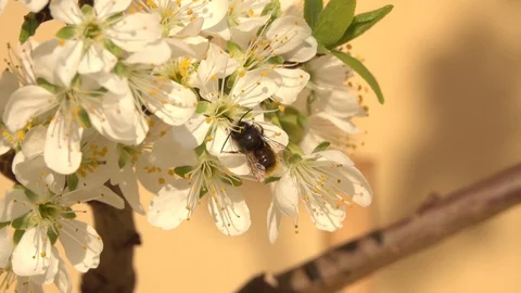 Spring Stock-Footage 127704654