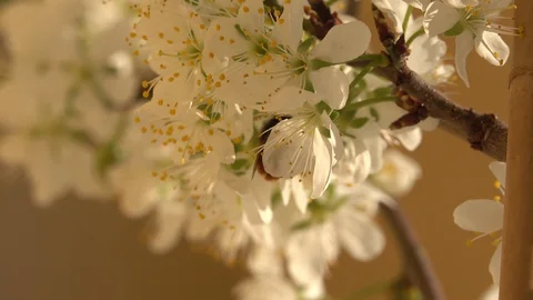 Spring Stock-Footage 127704667