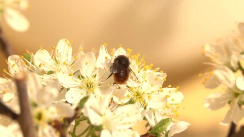 Spring Stock-Footage 127704682