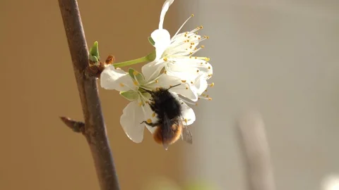 Spring Stock Footage 127704710