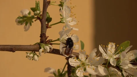 Spring Stock-Footage 127704717