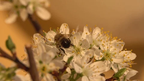 Spring Stock-Footage 127704721