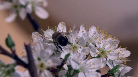 Spring Stock-Footage 127709243