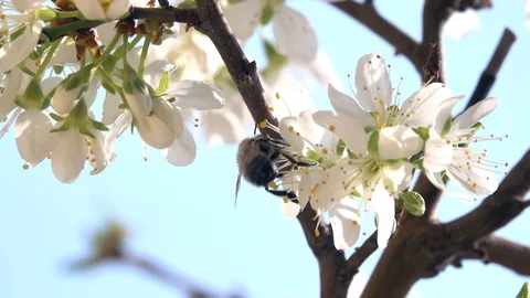 Spring Stock Footage 127769690