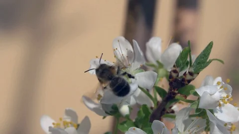 Spring Stock-Footage 127769875