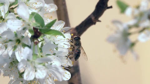 Spring Stock-Footage 127769907