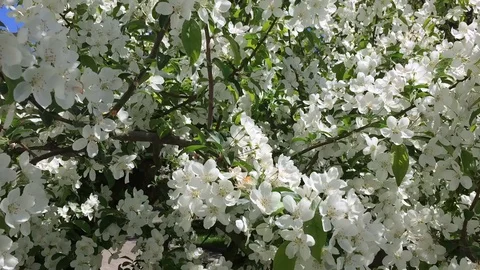 Spring Stock Footage 127779013