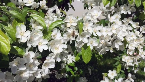 Spring Stock-Footage 127779014