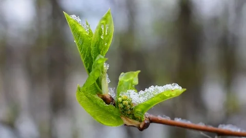 Spring Stock Footage 128800742