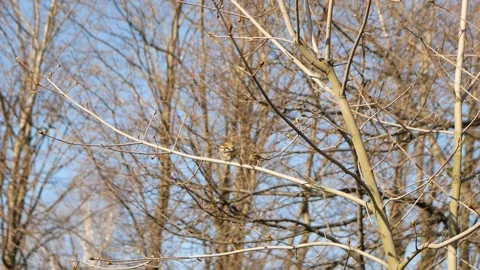 Spring Stock Footage 146143233