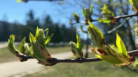 Spring Stock Footage 182778421
