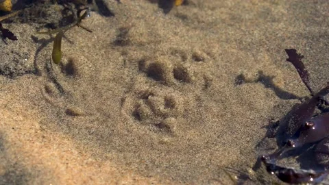 Spring. 動画素材 194033422