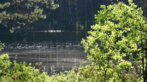 Spring Stock Footage 208122636