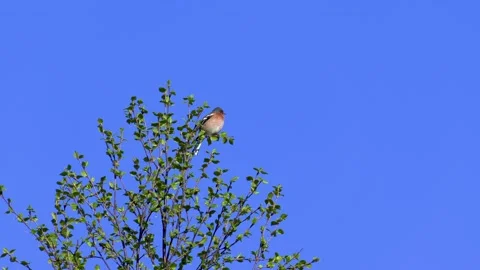 Spring Stock Footage 221722565