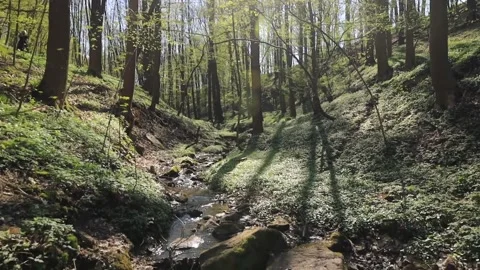 Spring Stock Footage 238613772