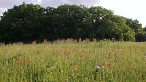 Spring Stock Footage 238966410