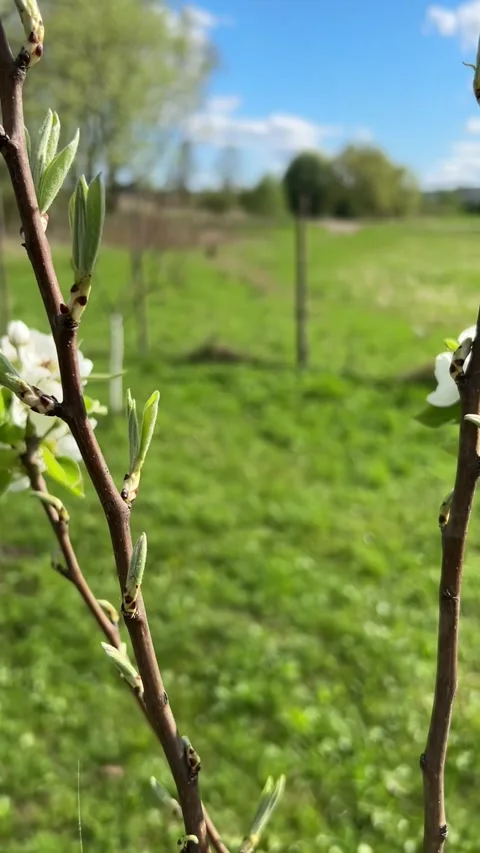 Spring Stock Footage 330058359
