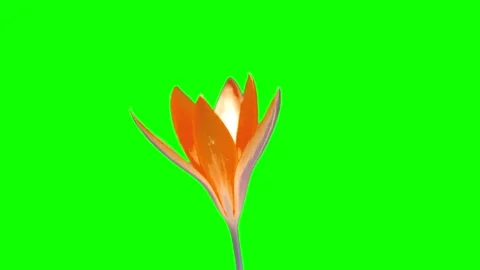 Spring footage. A yellow saffron bud blooms on a green screen. Alpha channel Stock Footage 271246227