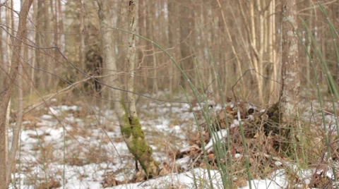 Spring in Forest 2 Stock Footage 36374758