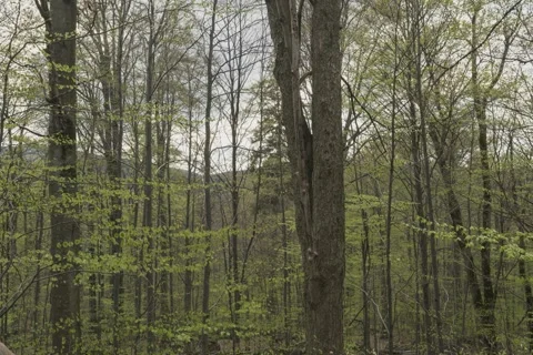 Spring forest 8K Stock Footage 243446143