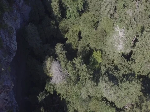 Spring Forest Aerial Drone Flyover Shot in 2K Stock Footage 74717042