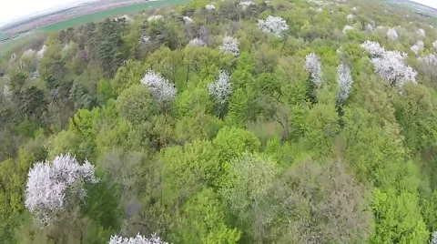 Spring forest aerial Stock-Footage 49364560