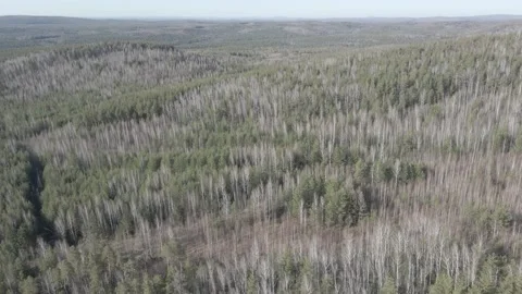 Spring forest aerial Stock Footage 239448074