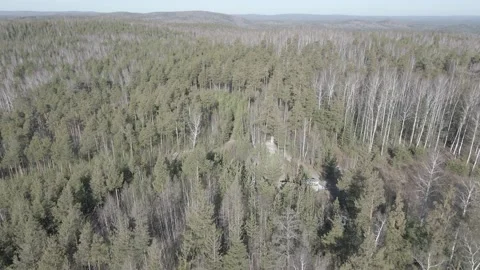 Spring forest aerial Stock Footage 239448075