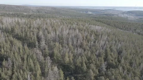 Spring forest aerial Stock Footage 239448086