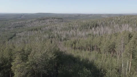 Spring forest aerial Stock Footage 239448468