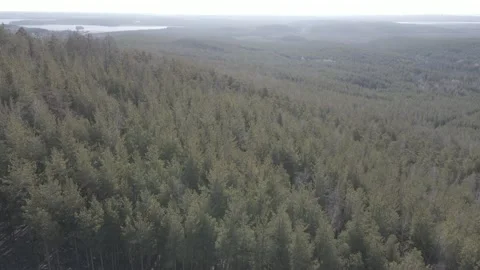 Spring forest aerial Stock Footage 239448660