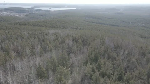 Spring forest aerial Stock Footage 239448730