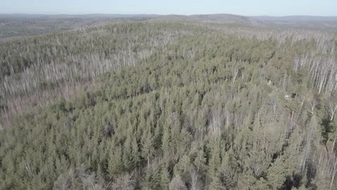 Spring forest aerial Stock Footage 239449054