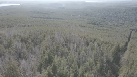 Spring forest aerial Stock Footage 239449057