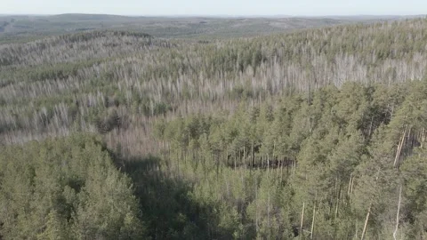 Spring forest aerial Stock Footage 239449175