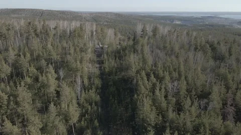 Spring forest aerial Stock Footage 239449526