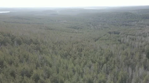 Spring forest aerial Stock Footage 239449785