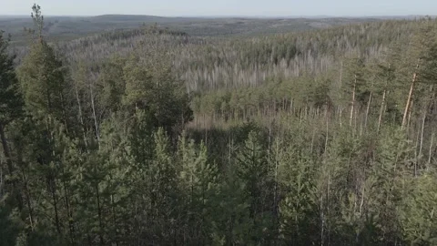 Spring forest aerial Stock Footage 239449788