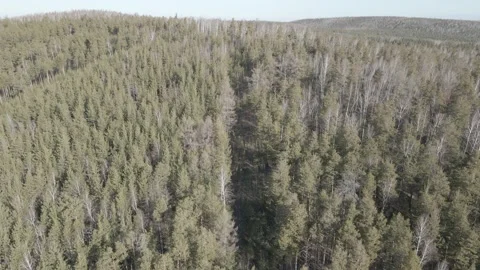 Spring forest aerial Stock Footage 239450015