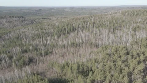 Spring forest aerial Stock Footage 239450311