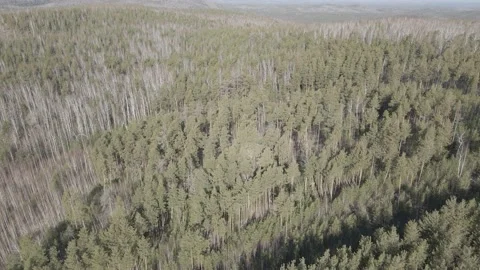 Spring forest aerial Stock Footage 239450882