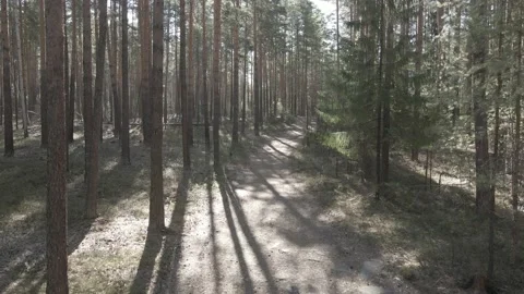 Spring forest aerial Stock Footage 239451087