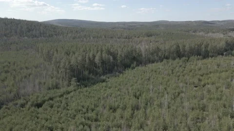 Spring forest aerial Stock Footage 239451461