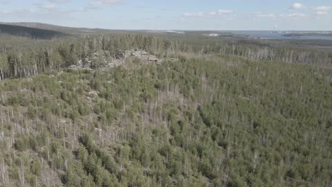 Spring forest aerial Stock Footage 239451464