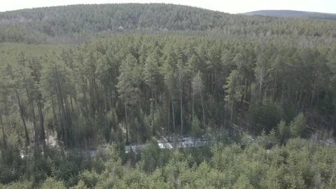 Spring forest aerial Stock Footage 239451532