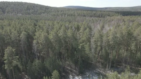 Spring forest aerial Stock Footage 239452410