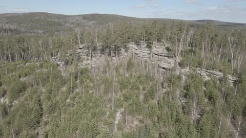 Spring forest aerial Stock Footage 239452715